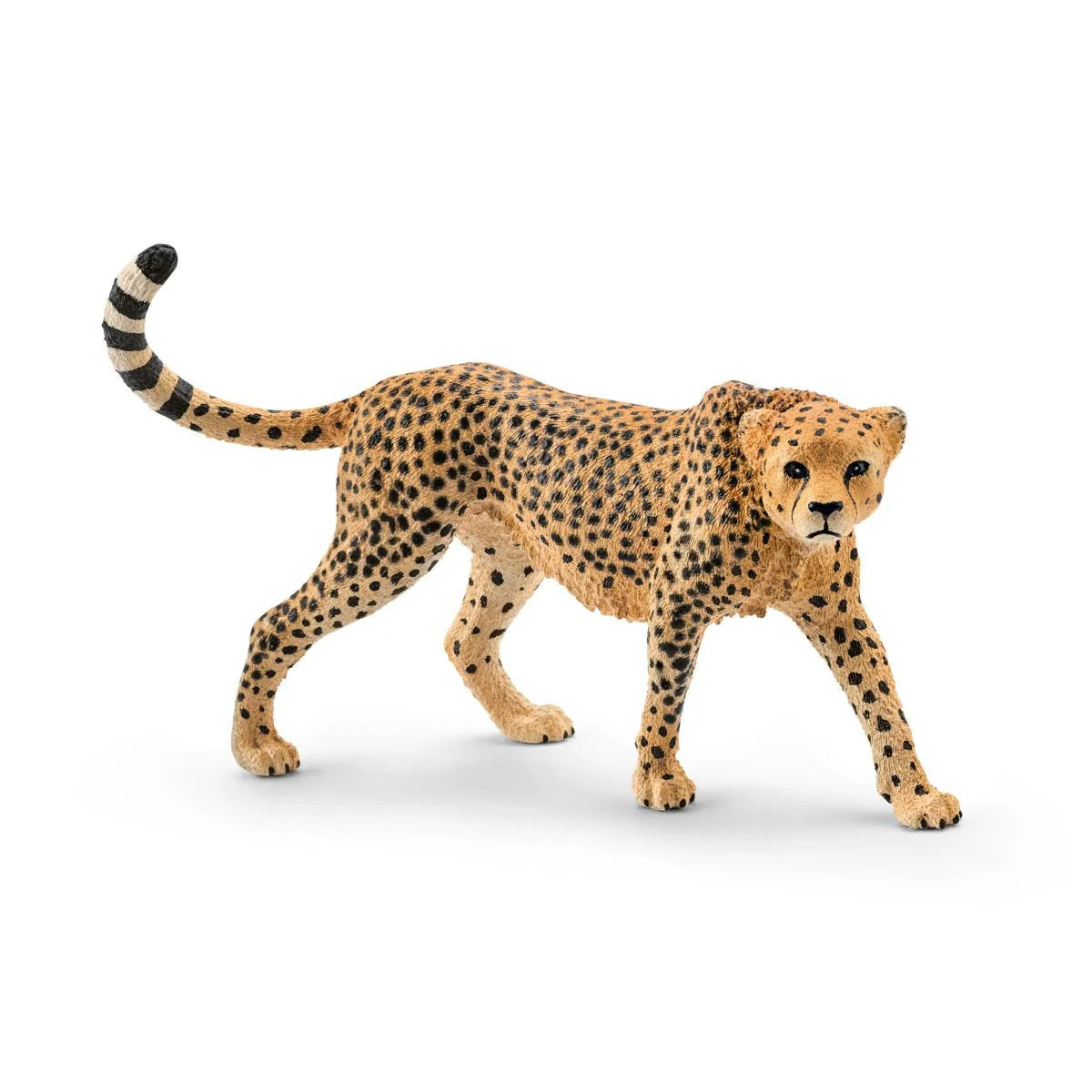 Cheetah (Female)