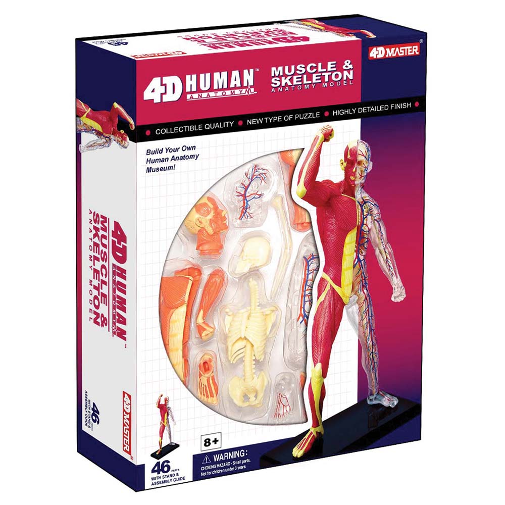 4D Human Muscle and Skeleton