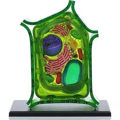 4D Science Plant Cell