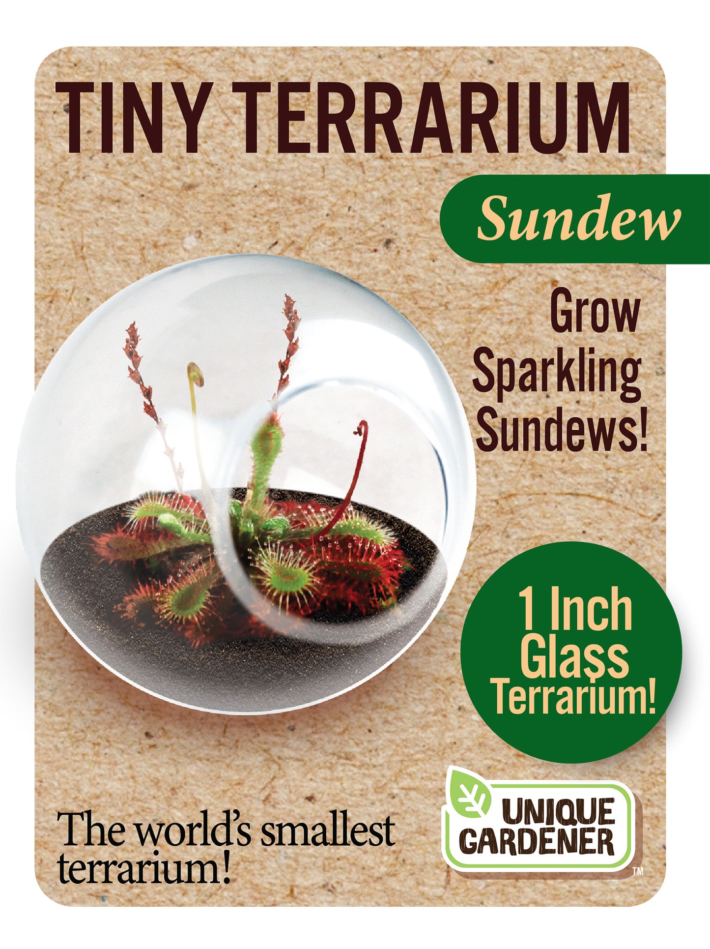 Tiny Terrarium Carnivorous