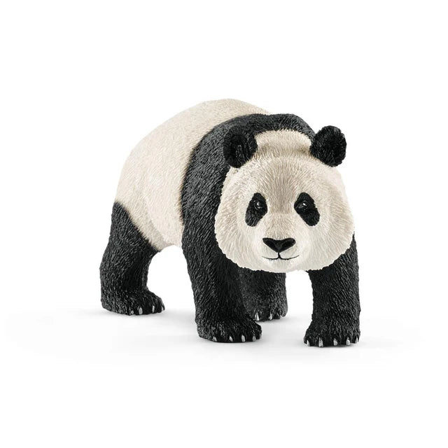 Giant Panda (Male)
