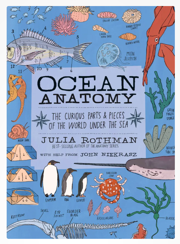 Ocean Anatomy