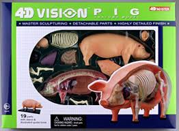 4D Pig Model