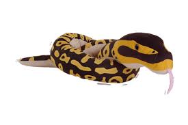 Eco Ball Python Snake