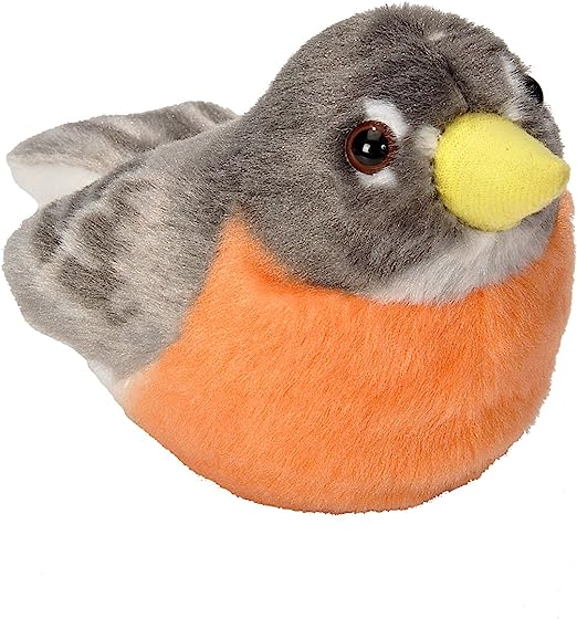 Audubon American Robin