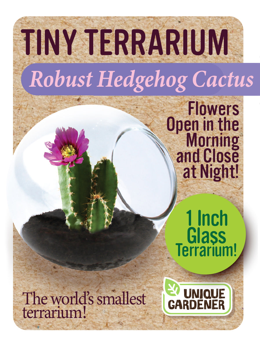 Tiny Terrarium Cactus Series 1
