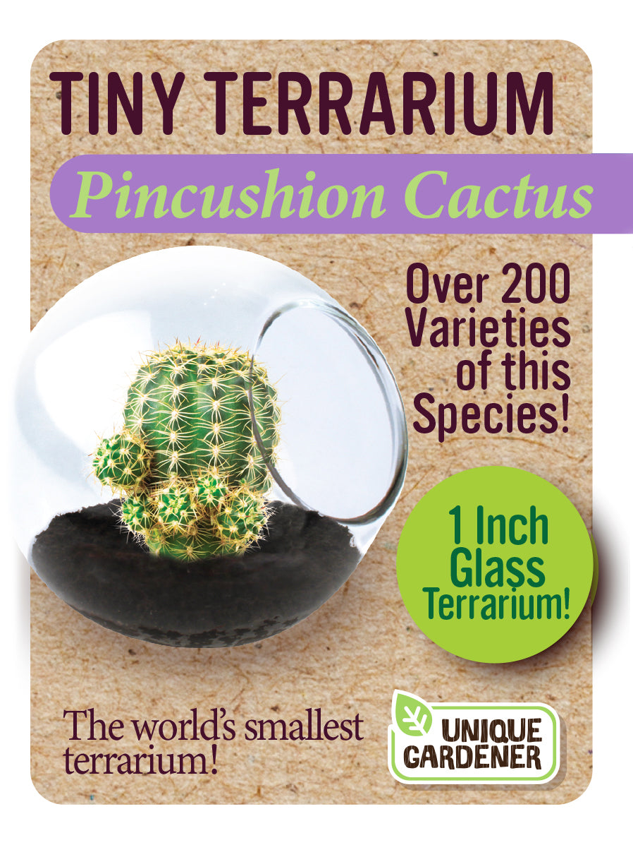 Tiny Terrarium Cactus Series 1