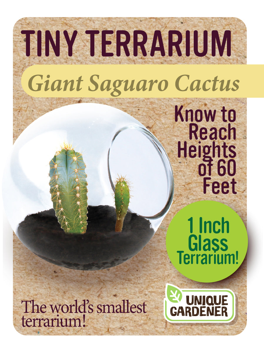 Tiny Terrarium Cactus Series 1