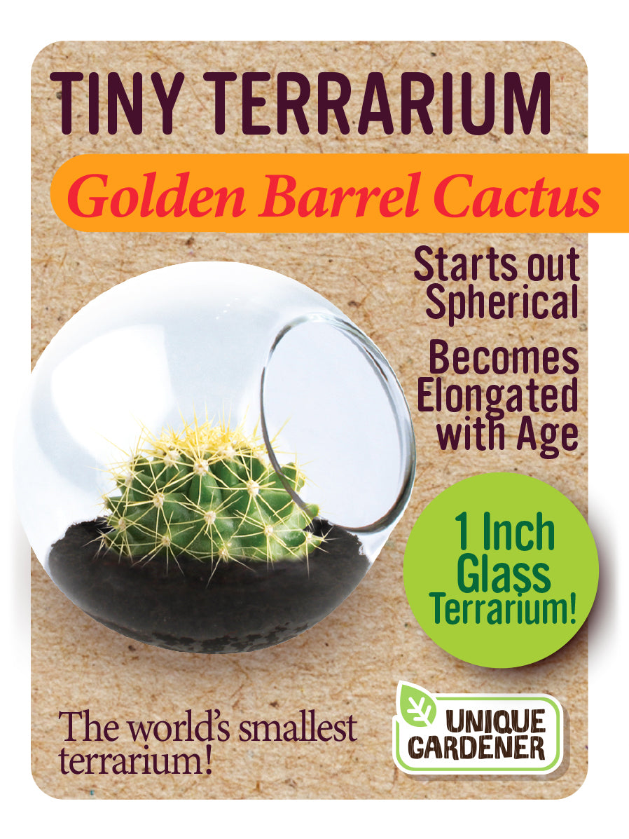 Tiny Terrarium Cactus Series 1