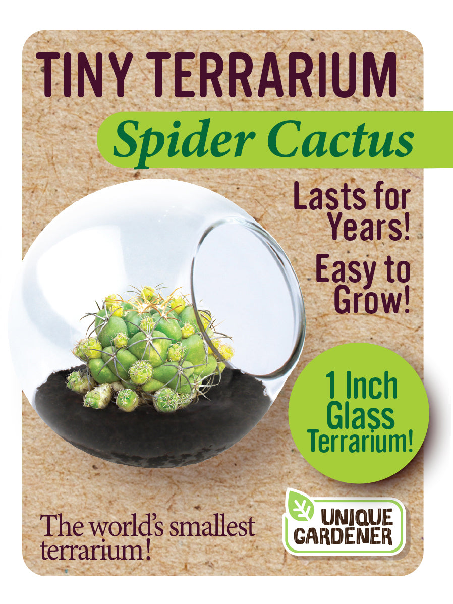 Tiny Terrarium Cactus Series 1