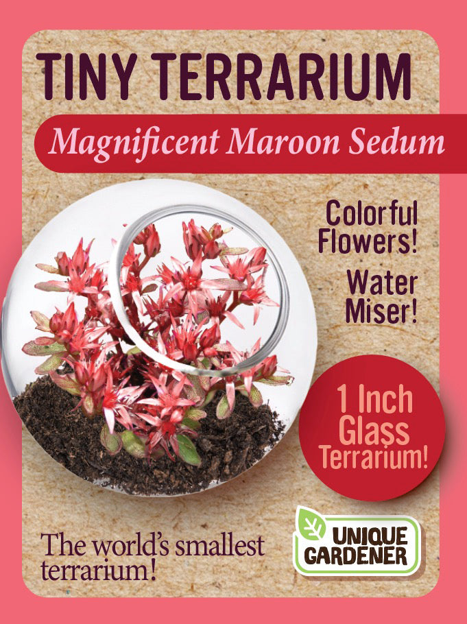 Tiny Terrarium Sedum