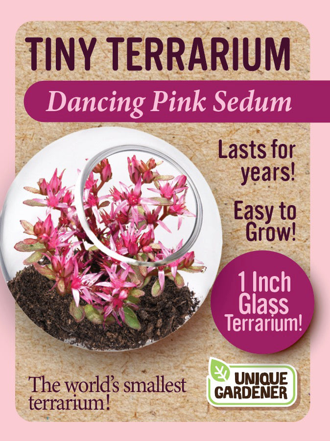 Tiny Terrarium Sedum