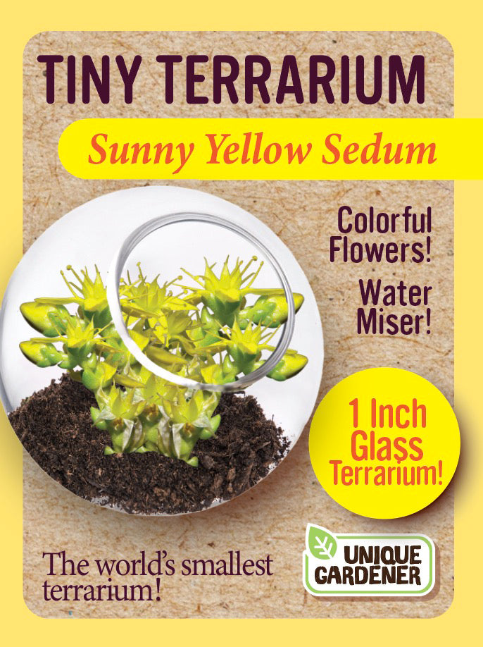 Tiny Terrarium Sedum