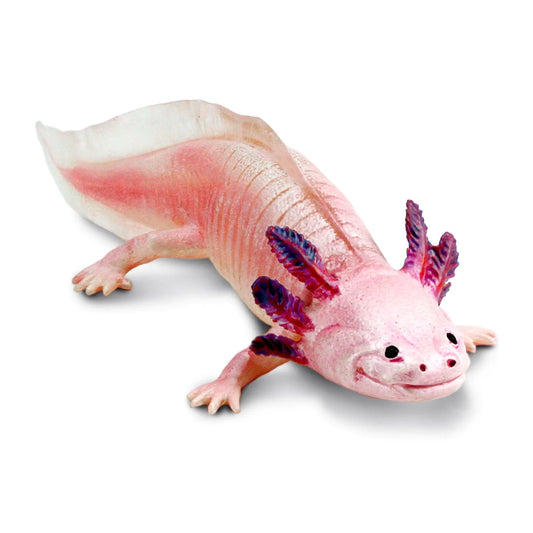 Axolotl 104650