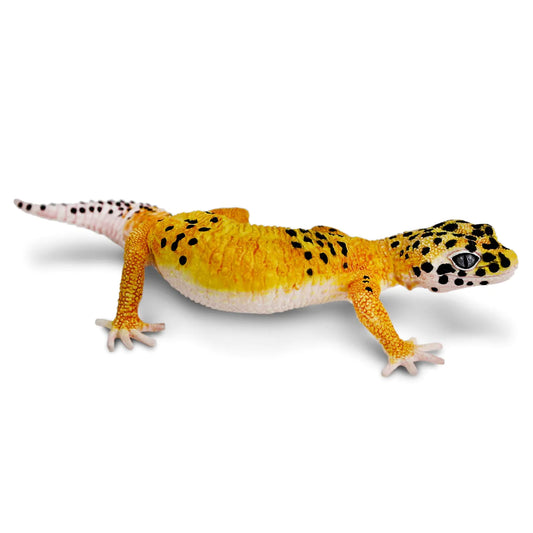 Leopard Gecko 102504 Safari Animal