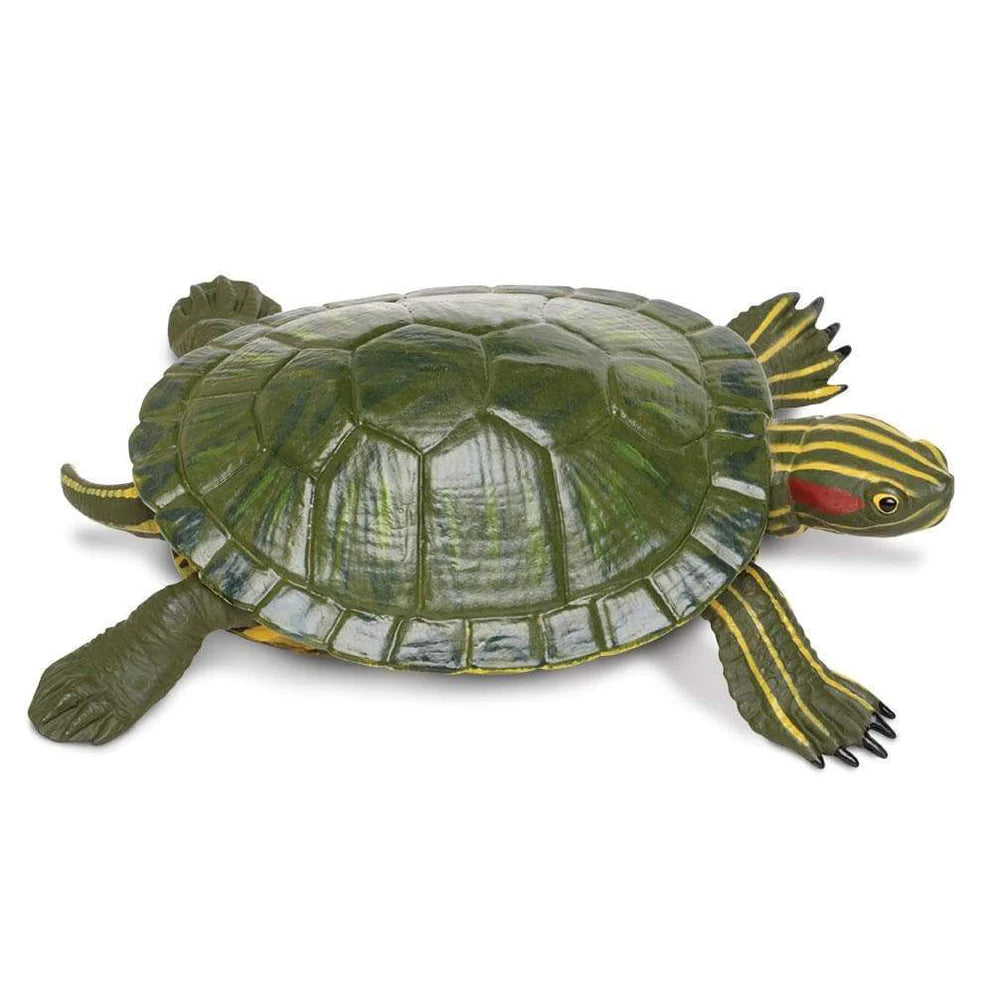 Red-Eared Slider Turtle 269529