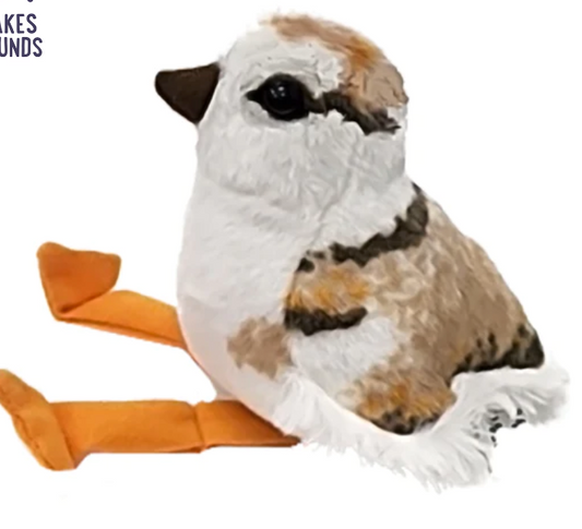 Audubon Piping Plover Chick