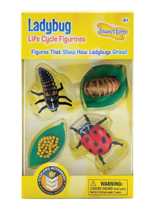 Ladybug Life Cycle