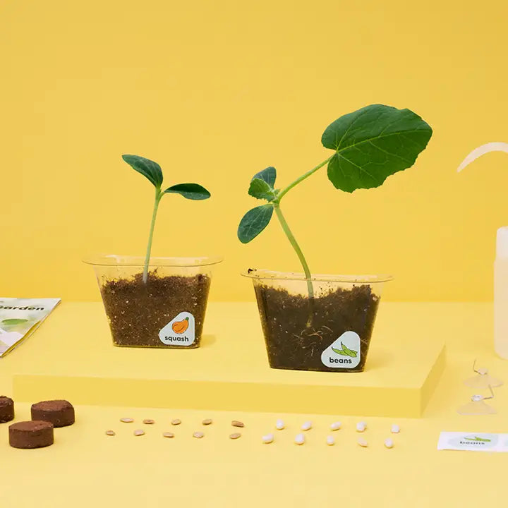 Window Garden Kit for Kids