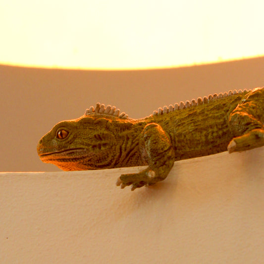 Safari Tuatara