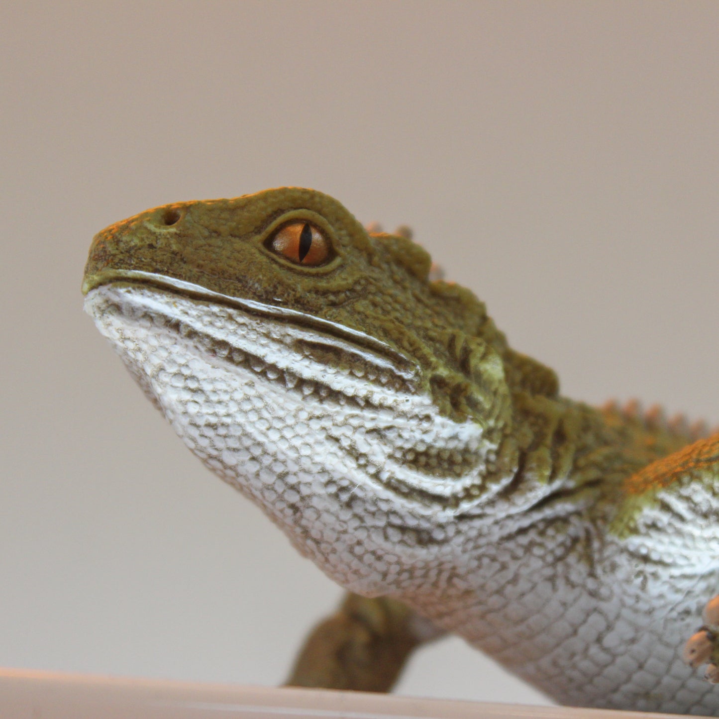 Safari Tuatara