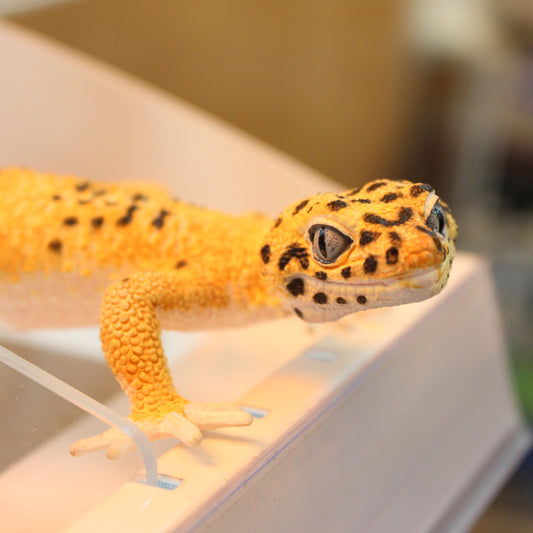 Leopard Gecko 102504 Safari Animal