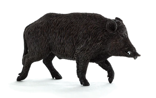 Mojo Wild Boar Male