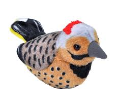 Audubon Northern Flicker