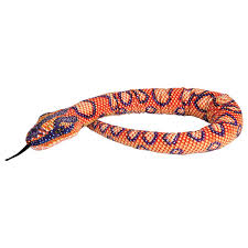 Rainbow Boa Scales Snake