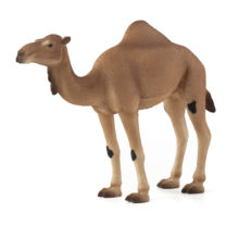 Mojo Arabian Camel
