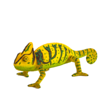 Mojo Chameleon