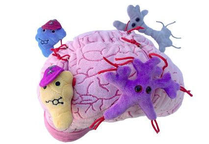 Deluxe Brain With Minis