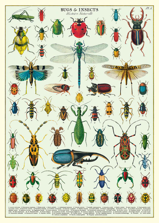 Vintage style poster says "bugs & insects: histoire naturelle" and shows over 50 illustrations of various bugs and insects
