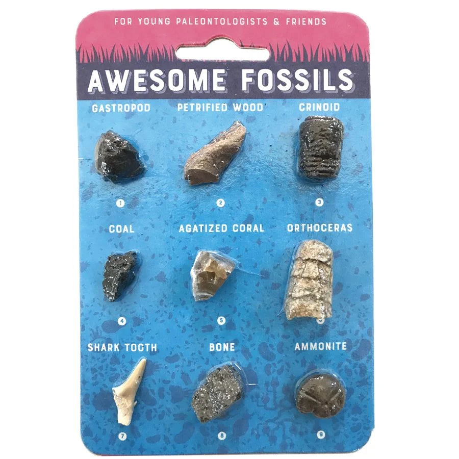 Nine different fossils are displayed on a sheet and are labeled accordingly to type