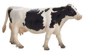 Mojo Holstein Cow