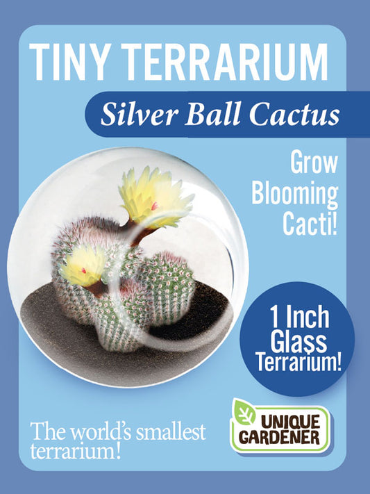 Tiny Terrarium Cactus
