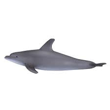 Mojo Bottlenose Dolphin